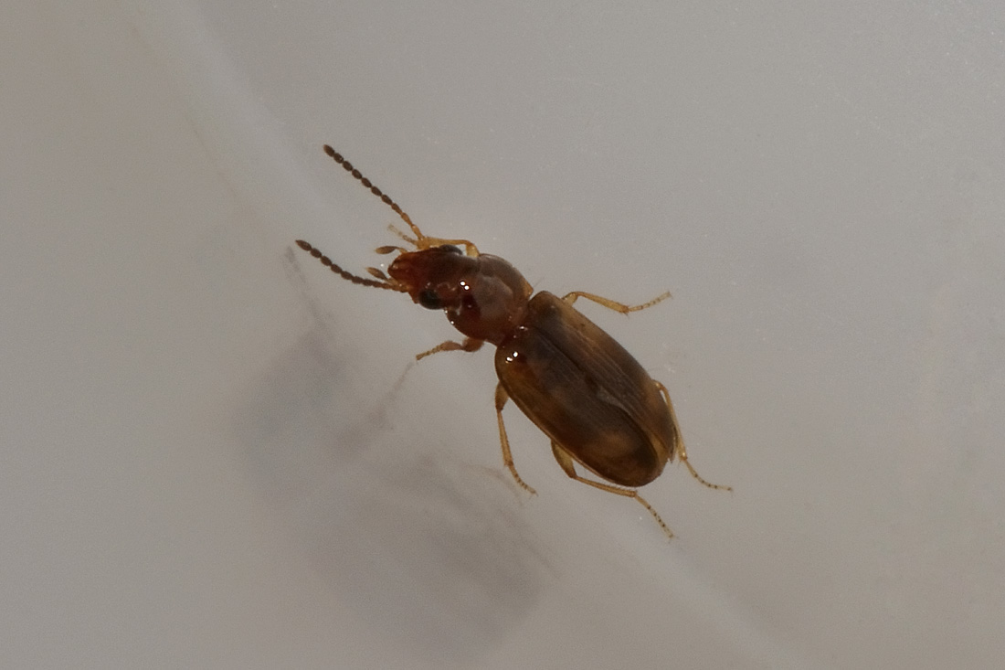 Carabidae:  Paratachys sp.?  No, Tachyura sp.